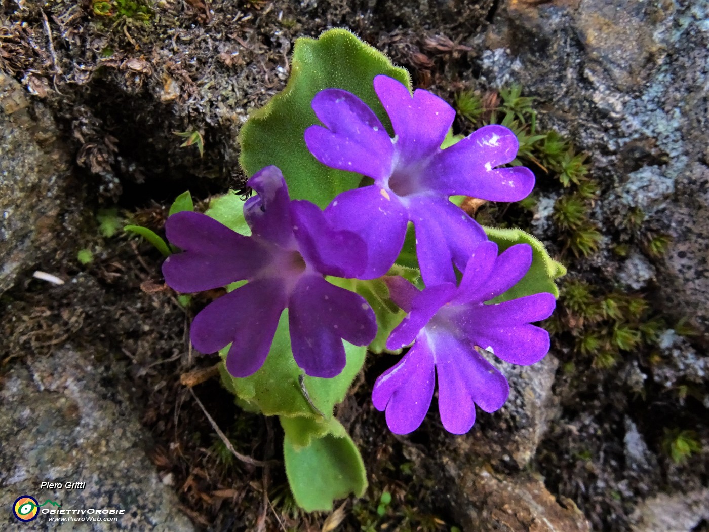 59 Primula irsuta (Primula irsuta) alla Bocchetta Triomen tra le rocce .JPG